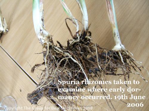 Rhizomes for examination - where early dormancy occured 19.6 (2)